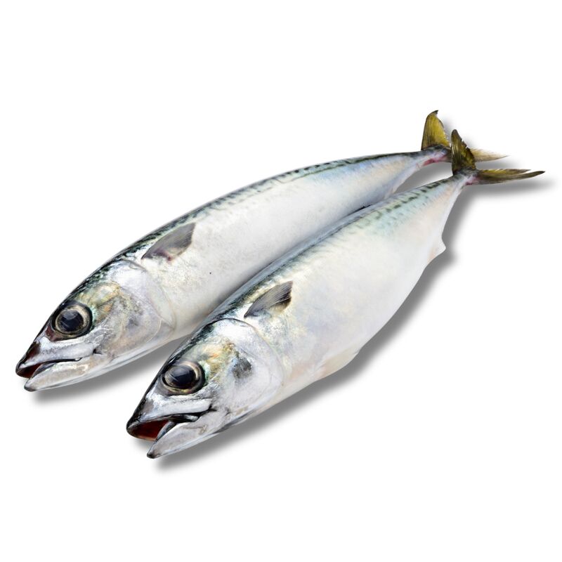 MRAZ. makrela nekuchaná ŠIŠMA 300 -500g/21kg